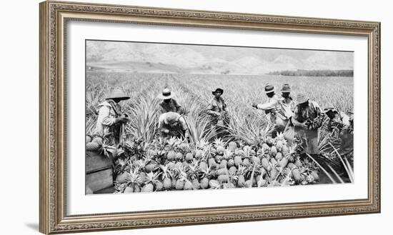 Scene on a pineapple plantation, with harvested pineapples, Hawaii, c.1910-25-null-Framed Photographic Print