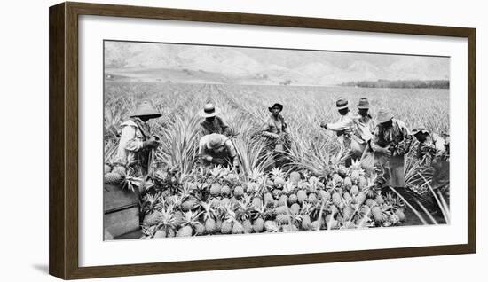 Scene on a pineapple plantation, with harvested pineapples, Hawaii, c.1910-25-null-Framed Photographic Print