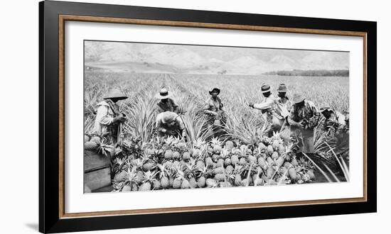 Scene on a pineapple plantation, with harvested pineapples, Hawaii, c.1910-25-null-Framed Photographic Print