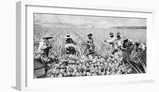Scene on a pineapple plantation, with harvested pineapples, Hawaii, c.1910-25-null-Framed Photographic Print
