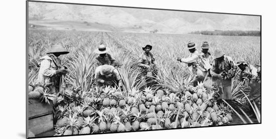 Scene on a pineapple plantation, with harvested pineapples, Hawaii, c.1910-25-null-Mounted Photographic Print