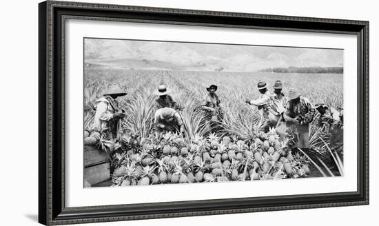 Scene on a pineapple plantation, with harvested pineapples, Hawaii, c.1910-25-null-Framed Photographic Print