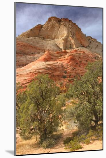 Scene on the Zion Plateau-Vincent James-Mounted Photographic Print