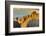 Scenery at Gunung Rinjani, the Crater Lake-Christoph Mohr-Framed Photographic Print