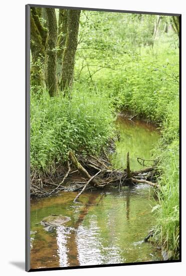 Scenery, brook, Deusmauer Moor, Upper Palatinate, Bavaria, Germany, Europe,-David & Micha Sheldon-Mounted Photographic Print