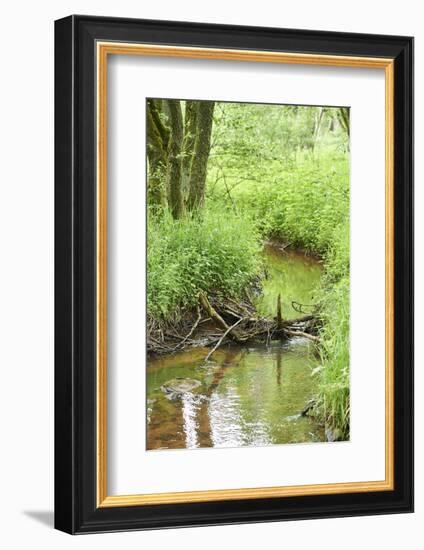 Scenery, brook, Deusmauer Moor, Upper Palatinate, Bavaria, Germany, Europe,-David & Micha Sheldon-Framed Photographic Print