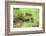 Scenery, brook, Deusmauer Moor, Upper Palatinate, Bavaria, Germany, Europe,-David & Micha Sheldon-Framed Photographic Print