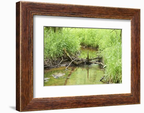 Scenery, brook, Deusmauer Moor, Upper Palatinate, Bavaria, Germany, Europe,-David & Micha Sheldon-Framed Photographic Print