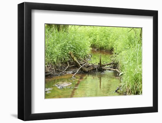 Scenery, brook, Deusmauer Moor, Upper Palatinate, Bavaria, Germany, Europe,-David & Micha Sheldon-Framed Photographic Print