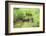 Scenery, brook, Deusmauer Moor, Upper Palatinate, Bavaria, Germany, Europe,-David & Micha Sheldon-Framed Photographic Print