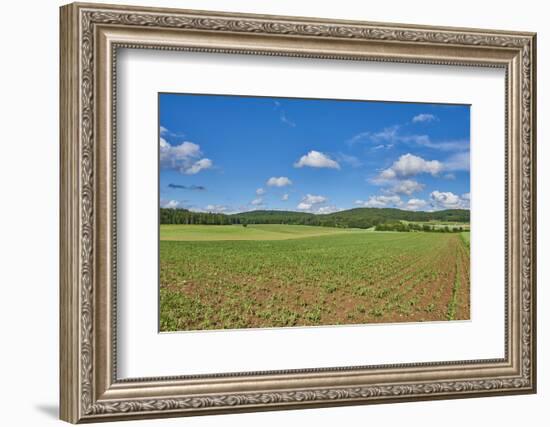 Scenery, corn field, Zea mays, field edge, heaven, blue, little cloud-David & Micha Sheldon-Framed Photographic Print