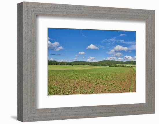 Scenery, corn field, Zea mays, field edge, heaven, blue, little cloud-David & Micha Sheldon-Framed Photographic Print