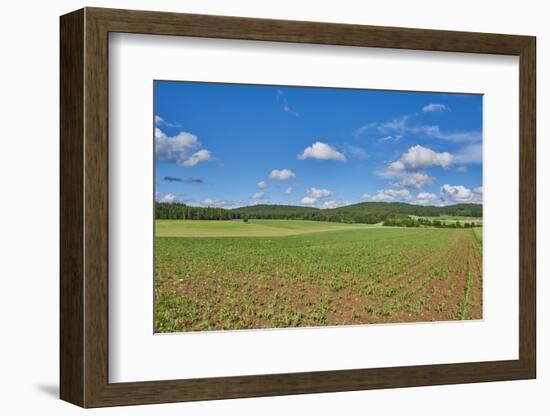 Scenery, corn field, Zea mays, field edge, heaven, blue, little cloud-David & Micha Sheldon-Framed Photographic Print