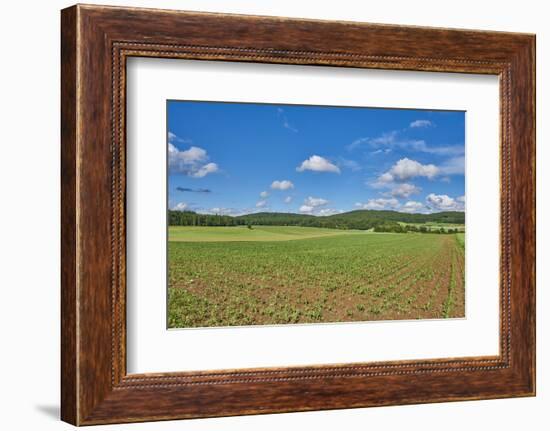 Scenery, corn field, Zea mays, field edge, heaven, blue, little cloud-David & Micha Sheldon-Framed Photographic Print