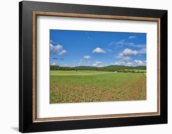 Scenery, corn field, Zea mays, field edge, heaven, blue, little cloud-David & Micha Sheldon-Framed Photographic Print