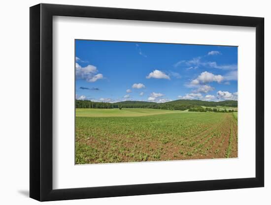 Scenery, corn field, Zea mays, field edge, heaven, blue, little cloud-David & Micha Sheldon-Framed Photographic Print