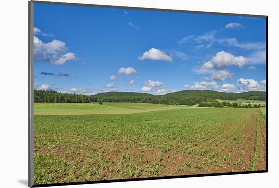 Scenery, corn field, Zea mays, field edge, heaven, blue, little cloud-David & Micha Sheldon-Mounted Photographic Print