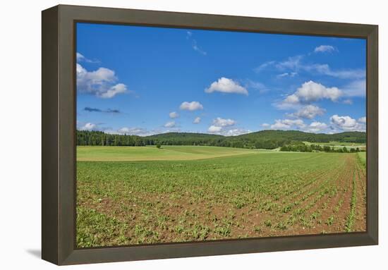 Scenery, corn field, Zea mays, field edge, heaven, blue, little cloud-David & Micha Sheldon-Framed Premier Image Canvas