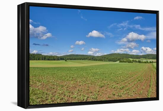 Scenery, corn field, Zea mays, field edge, heaven, blue, little cloud-David & Micha Sheldon-Framed Premier Image Canvas