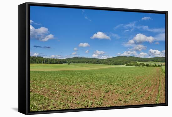 Scenery, corn field, Zea mays, field edge, heaven, blue, little cloud-David & Micha Sheldon-Framed Stretched Canvas