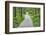 Scenery, forest way, spruce forest, Picea abies, spring-David & Micha Sheldon-Framed Photographic Print