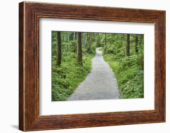 Scenery, forest way, spruce forest, Picea abies, spring-David & Micha Sheldon-Framed Photographic Print