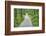 Scenery, forest way, spruce forest, Picea abies, spring-David & Micha Sheldon-Framed Photographic Print