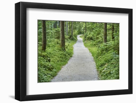 Scenery, forest way, spruce forest, Picea abies, spring-David & Micha Sheldon-Framed Photographic Print