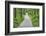 Scenery, forest way, spruce forest, Picea abies, spring-David & Micha Sheldon-Framed Photographic Print