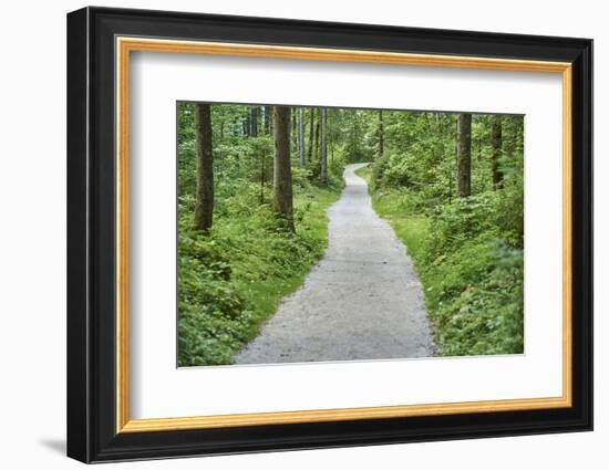 Scenery, forest way, spruce forest, Picea abies, spring-David & Micha Sheldon-Framed Photographic Print