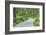 Scenery, forest way, spruce forest, Picea abies, spring-David & Micha Sheldon-Framed Photographic Print