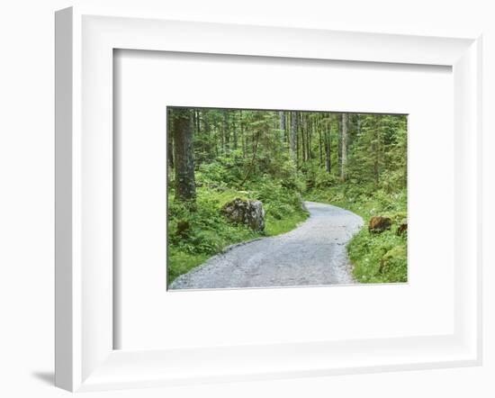 Scenery, forest way, spruce forest, Picea abies, spring-David & Micha Sheldon-Framed Photographic Print