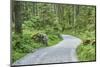 Scenery, forest way, spruce forest, Picea abies, spring-David & Micha Sheldon-Mounted Photographic Print