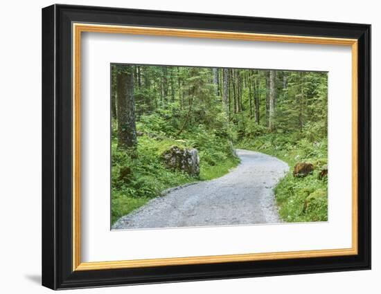 Scenery, forest way, spruce forest, Picea abies, spring-David & Micha Sheldon-Framed Photographic Print