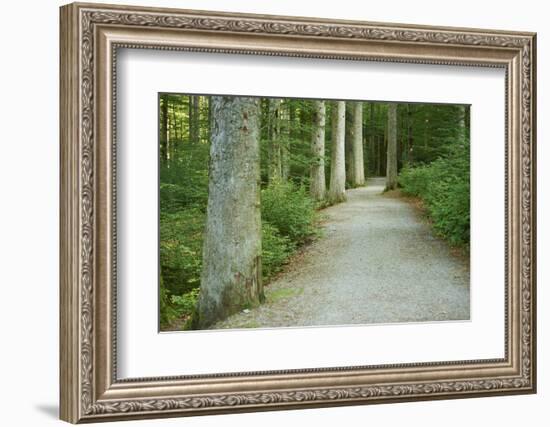 Scenery, forest way, spruce forest, Picea abies, spring-David & Micha Sheldon-Framed Photographic Print