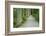 Scenery, forest way, spruce forest, Picea abies, spring-David & Micha Sheldon-Framed Photographic Print