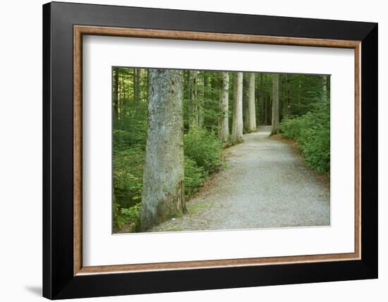 Scenery, forest way, spruce forest, Picea abies, spring-David & Micha Sheldon-Framed Photographic Print