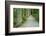 Scenery, forest way, spruce forest, Picea abies, spring-David & Micha Sheldon-Framed Photographic Print