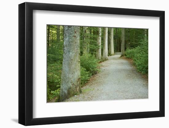 Scenery, forest way, spruce forest, Picea abies, spring-David & Micha Sheldon-Framed Photographic Print