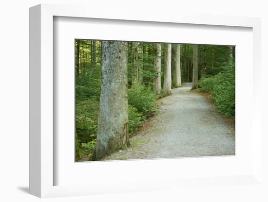 Scenery, forest way, spruce forest, Picea abies, spring-David & Micha Sheldon-Framed Photographic Print