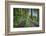 Scenery, forest way, spruce forest, Picea abies, spring-David & Micha Sheldon-Framed Photographic Print