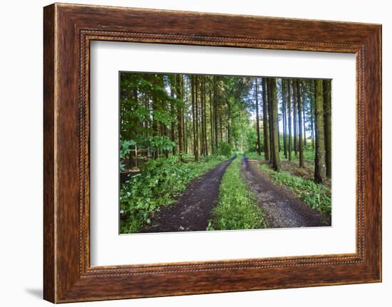 Scenery, forest way, spruce forest, Picea abies, spring-David & Micha Sheldon-Framed Photographic Print