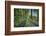 Scenery, forest way, spruce forest, Picea abies, spring-David & Micha Sheldon-Framed Photographic Print