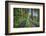 Scenery, forest way, spruce forest, Picea abies, spring-David & Micha Sheldon-Framed Photographic Print