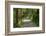 Scenery, forest way, spruce forest, Picea abies, spring-David & Micha Sheldon-Framed Photographic Print