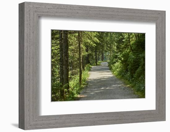 Scenery, forest way, spruce forest, Picea abies, spring-David & Micha Sheldon-Framed Photographic Print