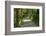 Scenery, forest way, spruce forest, Picea abies, spring-David & Micha Sheldon-Framed Photographic Print