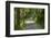 Scenery, forest way, spruce forest, Picea abies, spring-David & Micha Sheldon-Framed Photographic Print