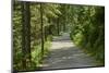 Scenery, forest way, spruce forest, Picea abies, spring-David & Micha Sheldon-Mounted Photographic Print