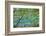 Scenery, Gosausee, mountain lake, spring-David & Micha Sheldon-Framed Photographic Print